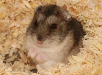 a very cute dwarf hamster in sawdust