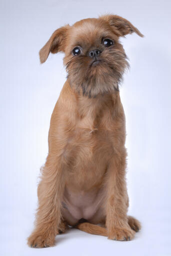 A lovely, little Brussels Griffon puppy waiting patiently for some attention