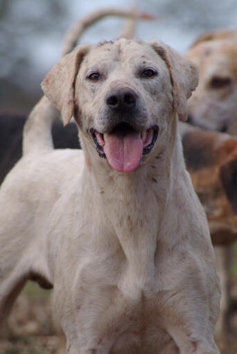 A close up of an English Foxhound's beautiful, strong head