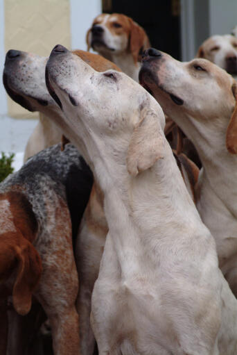 A group of English Foxhounds using their sensitive noses