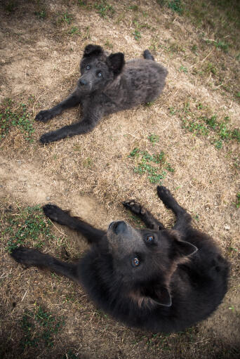 Two Schipperkes lying together, waiting patiently for some attention
