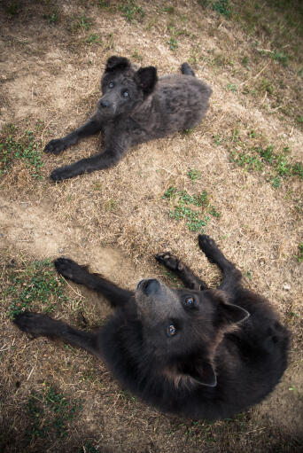 Mini schipperke deals