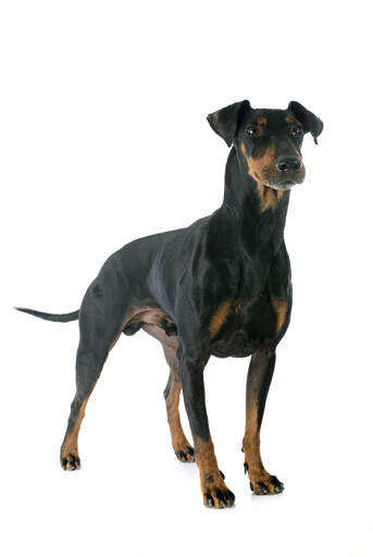 Manchester Terrier Dogs Dog Breeds