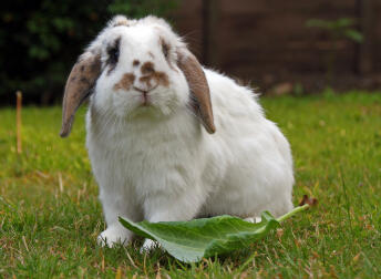 My old pal - William the rabbit.