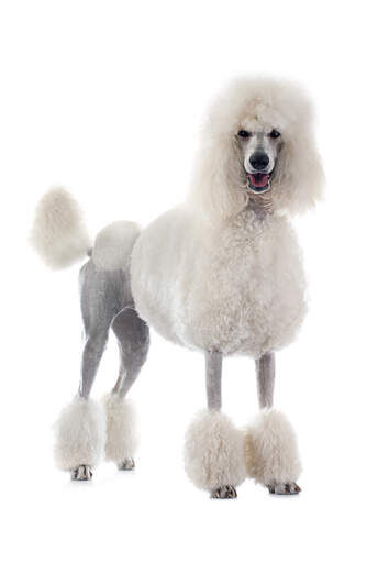 A white Standard Poodle standing tall, showing off it's wonderful slender body