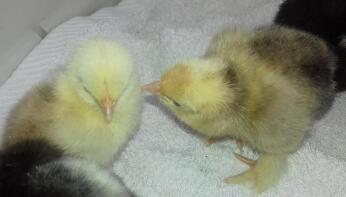 Three pekin bantam chicks.