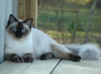 Cat laying down