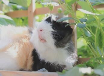 Guinea pigs love exploring.