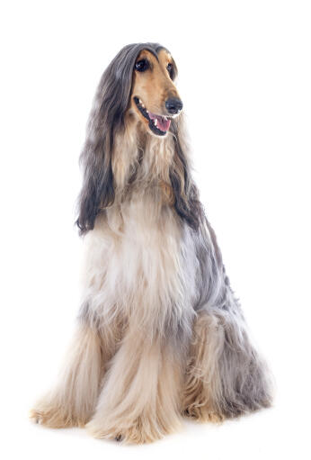 A Blonde and grey Afghan Hound with a beautifully groomed coat