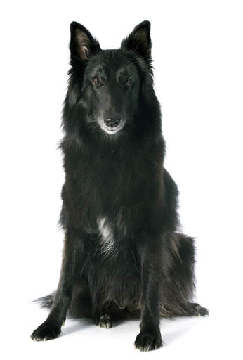 A beautiful Belgian Shepherd Dog (Groenendael) sitting down