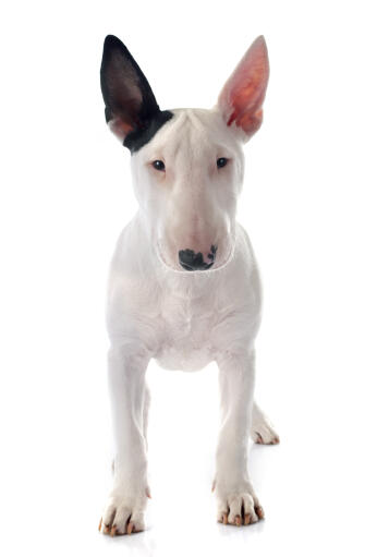 A white Bull Terrier puppy with a black ear