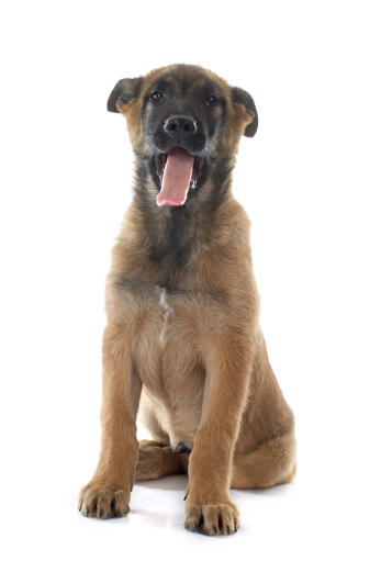 A young Belgian Shepherd Dog (Malinois) sitting down with his tongue out