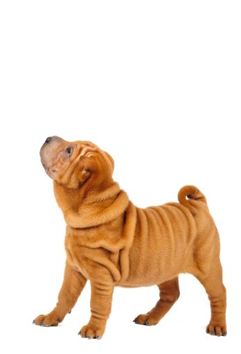 is a shar pei on the dangerous dog list