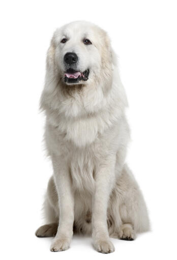 A Pyrenean Mountain Dog with a thick, soft, white coat, panting
