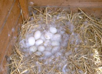 Laid eggs in nest