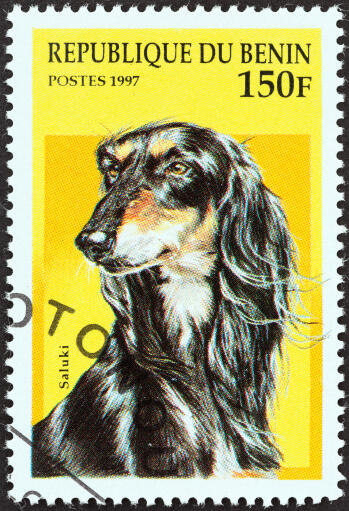 An Afghan Hound on a West African stamp