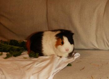 a guinea pig with a white brown and orange coat sat on a sofa with leaves around it