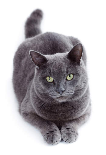 The Russian Blue has a gorgeous grey blue coat