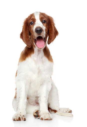 A healthy, young Welsh Springer Spaniel sitting neatly, waiting for some attention