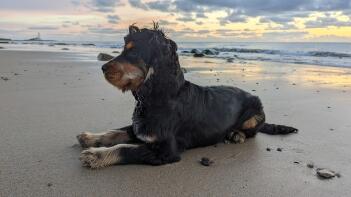 A Cocker Spaniel dog lying on a beach.