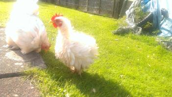 My frizzle serama x pekin cockerel