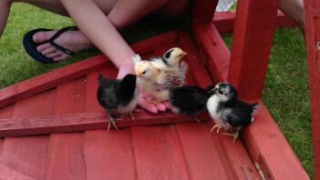 Japanese bantam chicks exploring.