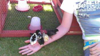 A girl holding 6 japanese bantam chicks on her arm.