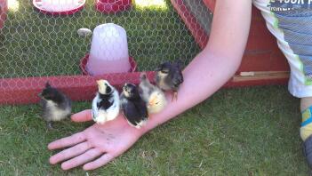 Japanese bantam chicks on her arm.