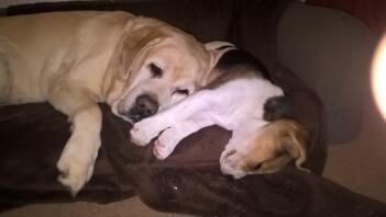 Labrador and beagle puppy.