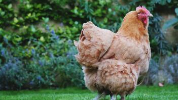 a large orange Lincolnshire buff chicken stood in a garden