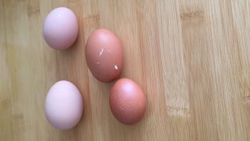 4 eggs