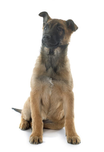 A young cheeky Belgian Shepherd Dog (Malinois) sitting down