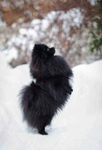Pomeranian noir sales