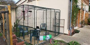 Cats sitting in the outdoor cat run in a garden.