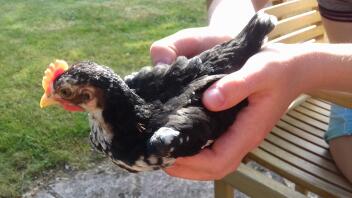 Holding a 6 week old Ancona chicken.