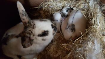 a mother rabbit in a bed of straw with her baby bunnies