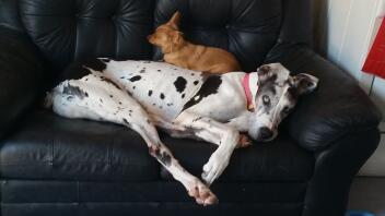 Dogs laying on sofa