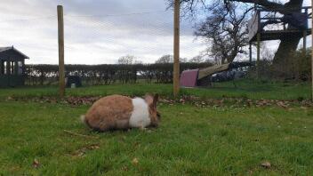 a brown and white bunny rabbit on a large lawn with a purple go hutch in the background