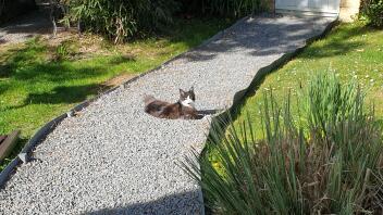 A Maine Coon cat lying in the sun in the garden.