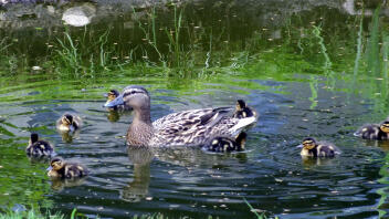 Duck floating on water with ducklings