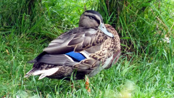 Mallard Duck on grass