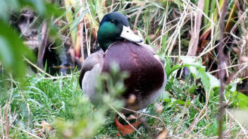 Mallard Duck Nested