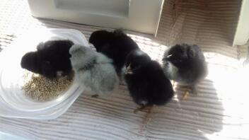 five small grey and black chicks next to a bowl