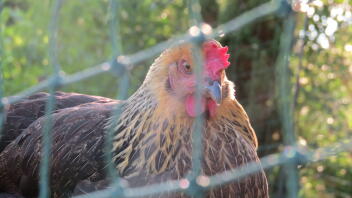 A chicken inside an omlet fence