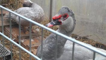 Muscovy Ducks