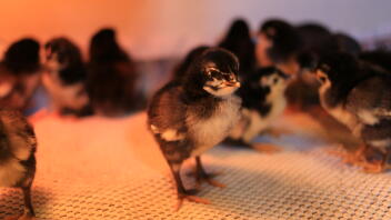 Norfolk grey chicks