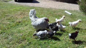 Chickens in garden