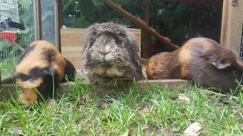 three Peruvian guinea pigs sat in a garden