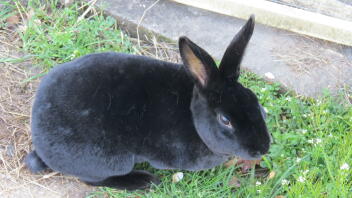 Rex Rabbit in Garden