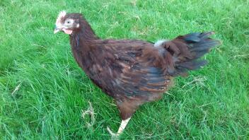 Rhode island red cockerel